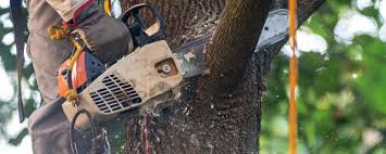 Best Fruit Tree Pruning  in Woodlawn, MD