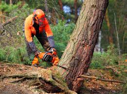 Best Tree Removal  in Woodlawn, MD