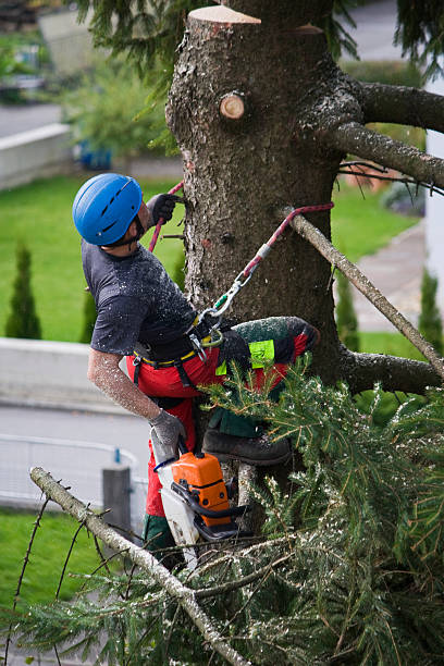 Best Tree Maintenance Programs  in Woodlawn, MD