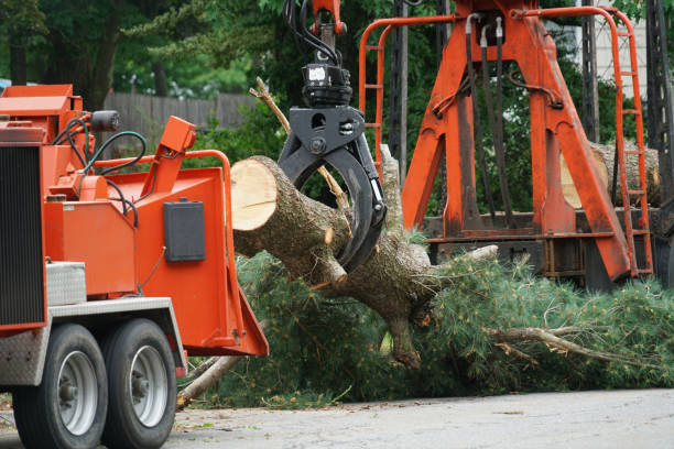  Woodlawn, MD Tree Services Pros