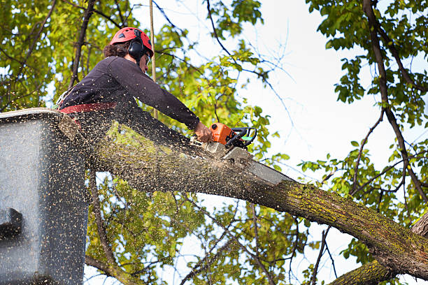 Best Tree Health Inspection  in Woodlawn, MD